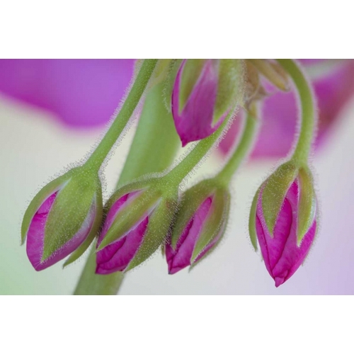 Washington Geranium buds close-up